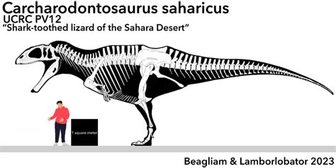 Carcharodontosaurus saharicus skeletal | Fandom