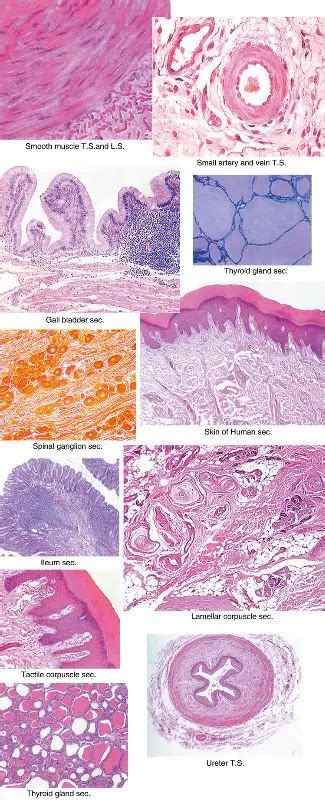 histology prepared microscope slides Tactile Corpuscle histology ...