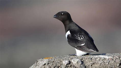 9 Specimens Of Wildlife In Greenland That Are Just Incredible