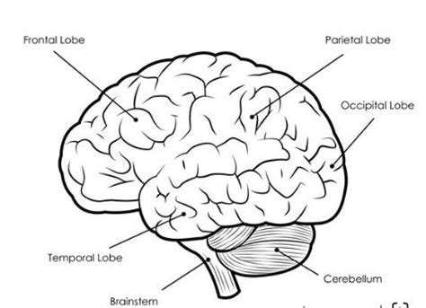 Complete Guide of the Human Brain - Structure, Function