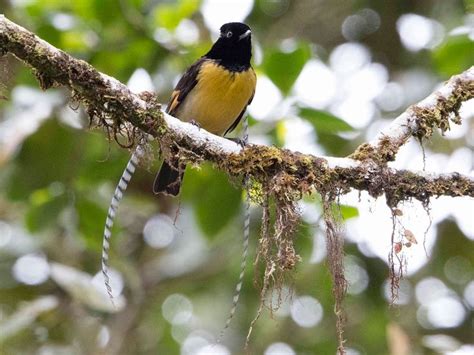 King-of-Saxony Bird-of-Paradise - eBird in 2021 | Birds of paradise ...