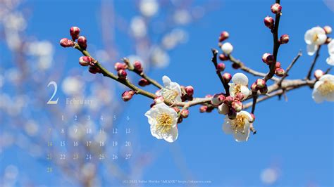 2月の壁紙カレンダーは梅の花 | へにょへにょ日記[ゆるゆる田舎暮らしブログ]