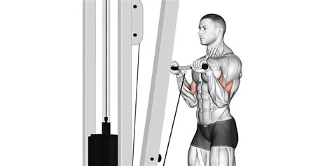 Reverse Cable Curl to Build and Strengthen Your Biceps | A Lean Life