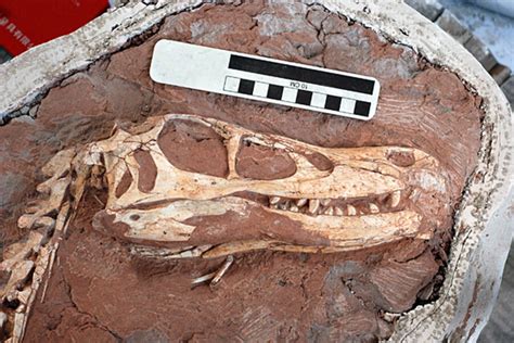 New Species of Raptor Dinosaur Found In China - CSMonitor.com