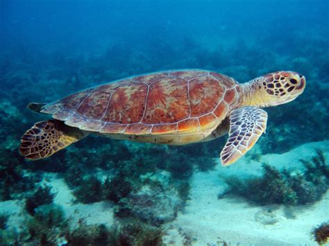 Download Sea Turtles Wallpaper 1600x1200 | Wallpoper #392697