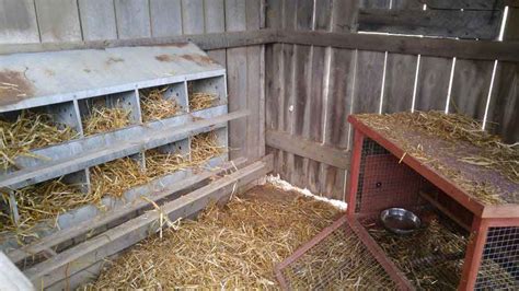 Chicken Laying Boxes