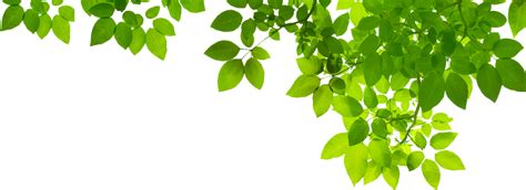 Green Leaves Foliage Nature Background Plant Elements Free HD PNG | PNG All