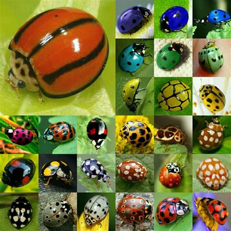 I had no idea there are this many different ladybug patterns and colours. Truly amazing! | Bugs ...