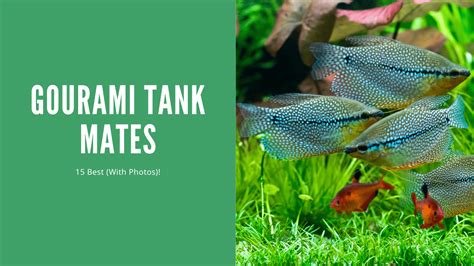 The Top 15 Gourami Tank Mates (With Pictures) - AquariumStoreDepot