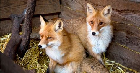 Do Foxes Mate for Life? 5 Amazing Facts About These Loyal Animals - A-Z ...