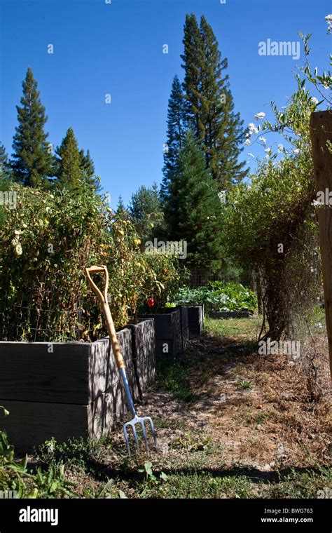 Organic Vegetable Home Garden Stock Photo - Alamy