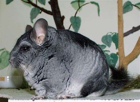 Chinchilla | The Life of Animals