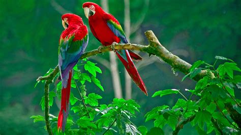 Download 32K Ultra HD Nature Parrots On Branch Wallpaper | Wallpapers.com