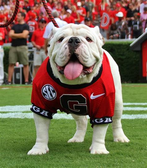 Uga IX (aka Russ) has died. : r/CFB