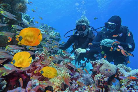 Coral Reefs - WorldAtlas