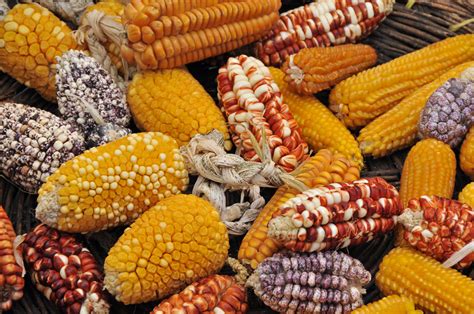 Native Corn Is Now Protected Under Mexico’s Law