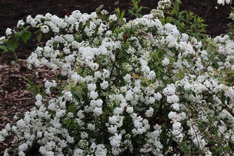 Spiraea japonica 'Albiflora'