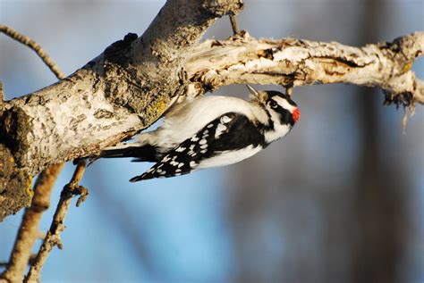 Downy Woodpecker | Celebrate Urban Birds