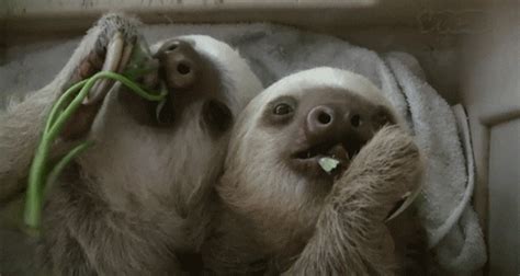 Siddy The Sloth GIFs - Find & Share on GIPHY