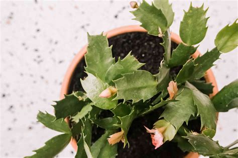 Christmas Cactus: Plant Care & Growing Guide