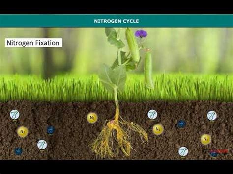 Nitrogen Cycle - YouTube