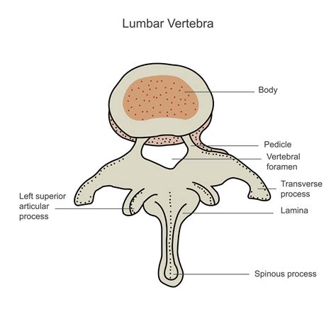 segundo lumbar vértebra, lumbar columna vertebral, vertebral huesos, vértebra, maletero muro ...