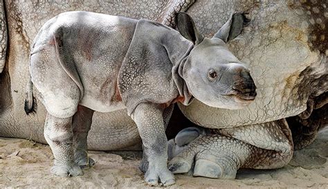 Zoo Miami Welcomes Adorable One-Horned Indian Baby Rhino