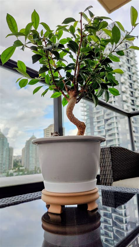 Round Bonsai Display Table by vancity.exe | Download free STL model | Printables.com