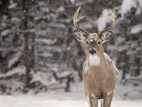 The Top 6 Reasons Maine Is the Best State for Deer Hunting - A-Z Animals