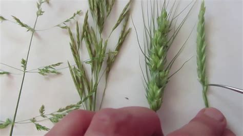 Diagnostic Features of Poaceae (Grass family) - YouTube