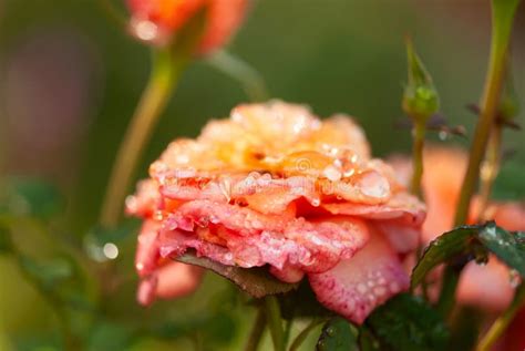 Dew Drops on Rose Petals stock photo. Image of colorful - 164362958