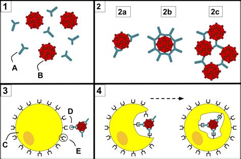 Opsonization- Definition, Mechanism, Opsonins, Examples