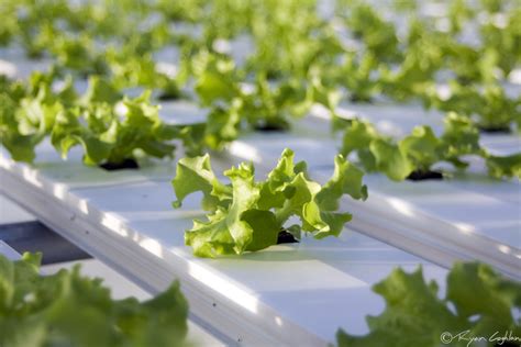 Hydroponics 101: What is Hydroponics | Lakewinds Food Co-op