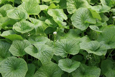 How to Plant and Grow Wasabi | Gardener’s Path