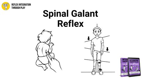 Benefits of the Spinal Galant Reflex - Reflex Integration Through Play