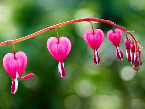 Growing Bleeding Hearts: How To Care For A Bleeding Heart Plant | Gardening Know How