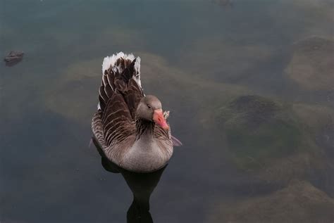 North American Greylag Geese