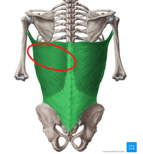 The Ultimate Guide to Lat Pulldowns - Maximize Your Lat Hypertrophy