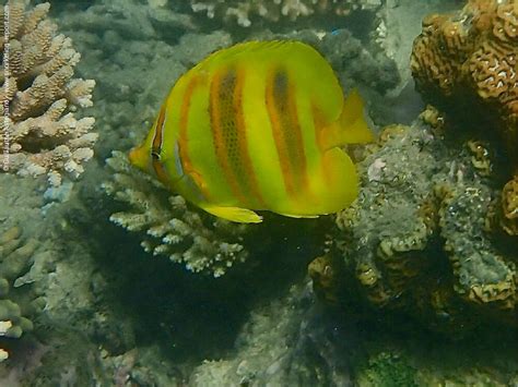 Snorkeling Fitzroy Island | Snorkeling the Great Barrier Reef, Australia