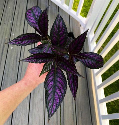 9 Beautiful Rare Houseplants You Need Right Now | Purple plants, House plants, Pretty plants