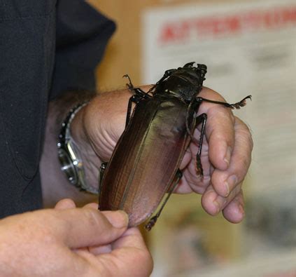 Titan Beetle | Smithsonian Institution