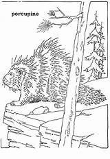 10 Forest Animal Coloring Pages  The Graphics Fairy sketch template