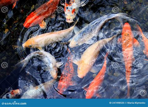 Koi Carp. Breeding Ornamental Fish in the Pond Stock Image - Image of japan, park: 247498535