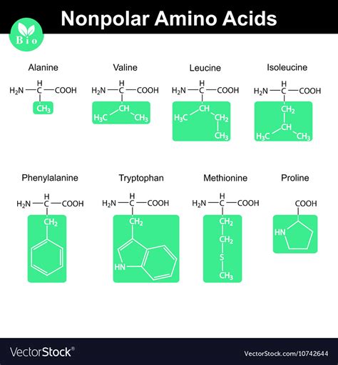 Amino acids with marked radicals nonpolar group Vector Image