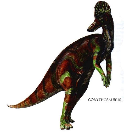 Corythosaurus Pictures & Facts - The Dinosaur Database