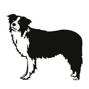 Free SVG File: Border Collie | Border collie dog, Collie dog, Border collie