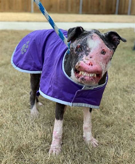 Stray Dog With Disfigured Face Is Making A Beautiful Recovery After Being Rescued.