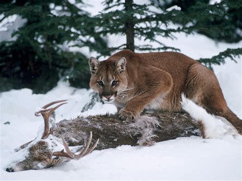 Cougars living near humans kill more deer | Science | AAAS