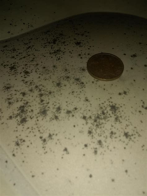 Bed Bug poop or mold...or something else? Straight black in center of ...