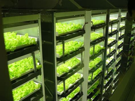 Indoor Lettuce Farms can be built harvesting up to 10,000 heads of ...